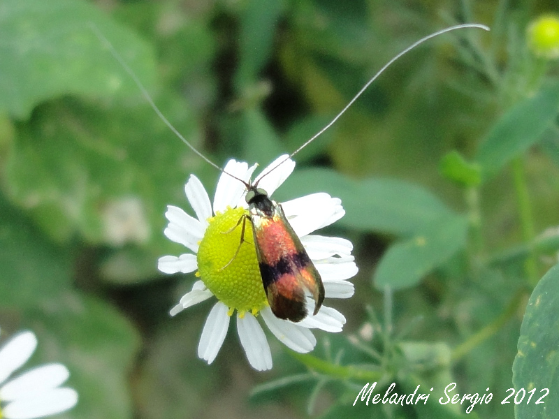 Adelidae - Nemophora fasciella ?